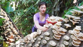 Harvest Wild Mushroom in the Forest Goes to market sell - Weeding the farm | My Bushcraft / Nhất