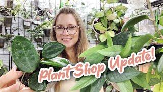 The Pink Trellis Shop Update | Lots of Plants! | Hoyas Syngonium and more!