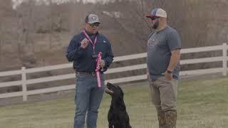 Proper Alignment - Hunting Dog Training Tip