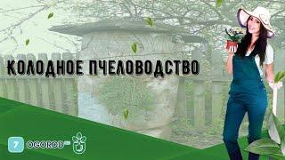 Колодное пчеловодство