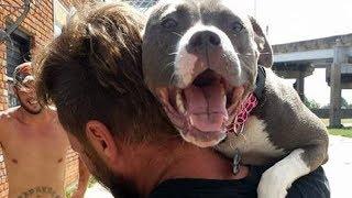 Pit Bull’s Reaction To Reuniting With Her Hospitalized Owner Will Melt Your Heart!