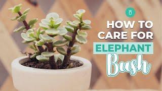 How to care for Elephant Bush | Portulacaria Afra Care