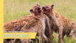 Explora el choque de titanes - Leones contra hienas, una lucha por el territorio| Episodio Completo