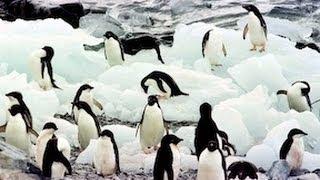 Penguins Unusual Sex Habits Revealed in Shocking New Report