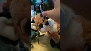 Playing with my toys and having fun