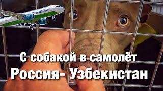 Россия- Узбекистан. С собакой в самолёт. Всё, что нужно для перелёта с собакой по СНГ