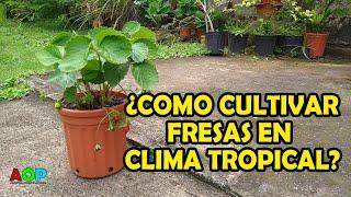 Como cultivar Fresas en clima tropical