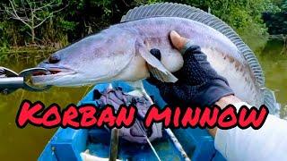 Casting Toman Umpan Minnow