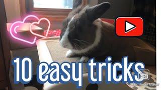 10 easy tricks you can teach any rabbit