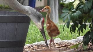 Baby Sandhill Crane Feeds