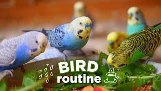 A day in life with 60 HAPPY Birds | Outdoor Aviary | Fall Morning 