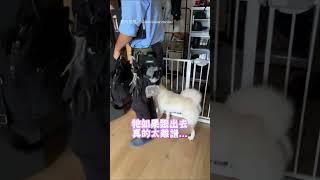 【柴柴對郎造】黏人白柴想跟技師回家 頭也不回「真的白養了」｜柴犬｜寵物｜狗｜技師｜逃跑｜搞笑