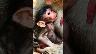 Newborn baby monkey Sucking Milk #shorts #babymonkey #animals #monkey #cute #funny #wildlife #pets