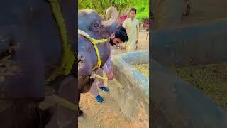 Village life Funny video||Asad Raza 457