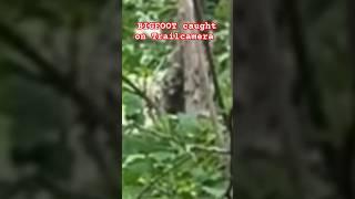 BIGFOOT image captured on trail camera. That's creepy!!! #scary #creepy #bigfoot