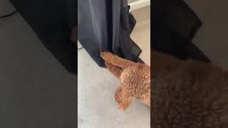 goldendoodle can’t get tennis ball