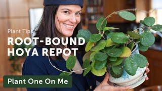 Tips for REPOTTING a ROOT-BOUND HOYA — Ep. 253