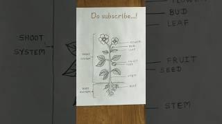 Parts of Plant | Root and Shoot System in Plant #shorts