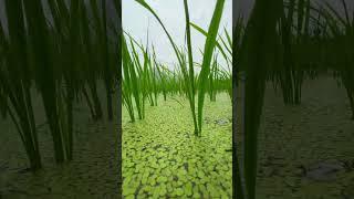 FANTASY UNDERWATER WORLD OF RICE FIELD #therapy #underwater #photography #shorts