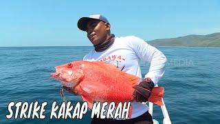 Menaklukkan Kakap Merah & Kurisi  di Laut Selatan Bima | MANCING MANIA STRIKE BACK (17/11/24) Part 1