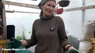 РАССКАЖУ ПО СЕКРЕТУ/ ПОСАДКА ЦВЕТОВРЕЦЕПТ ПИВА we plant flowers 27.04.22