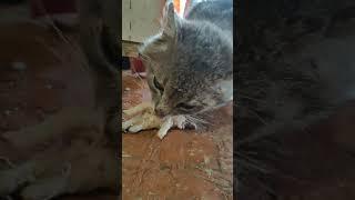 блудный кот вернулся 