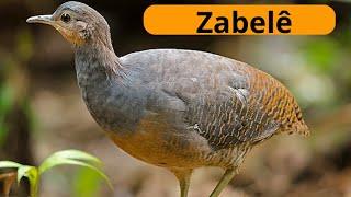 "Discover the exciting story of the Zabelê - An incredible bird you need to know!"