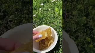 Первый Майский мёд в сотах #bee #пчеловодство #пчёлы #одинденьиз #жизньвдеревне #мёд #honey #nature