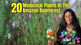 20 Medicinal Plants Of The Amazon Rainforest | Healing Plants | Blissed Zone