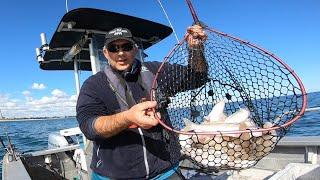 Don't Give Up! Big Whiting Fishing Catch n cook