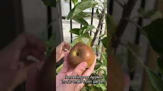 Apple harvest in our small garden #smallgarden #urbangardening #apples #fruits