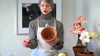 Growing Amaryllis in Pots