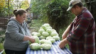 Varză murată la butoi     și    Cum se pune varza la murat la noi