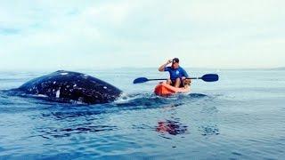 Kayakers close encounter with Southern right whale at Puerto Madryn Argentina.