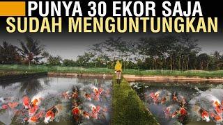 RAHASIA UNTUNG BESAR DI TERNAK IKAN KOI MESKI CUMA BEBERAPA EKOR