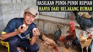 SUKSES TERNAK AYAM KAMPUNG MANDIRI SKALA RUMAHAN‼️