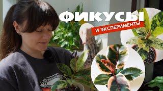 Фикус: уход, содержание, как поливать, сколько света нужно, и прочие важные вопросы