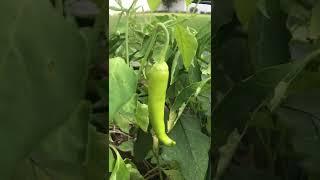 See how a banana pepper grows #shorts #bananapepper #SeePlantsGrow #vegetablegardening