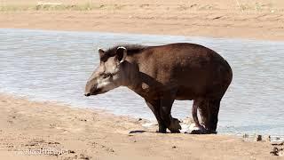 Tapir en el Impenetrable Chaqueño