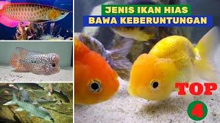 4 Jenis Ikan Hias Pembawa Keberuntungan