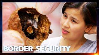 Smuggler Caught With High-Risk Moldy Lychees | S13 E8 | Border Security Australia