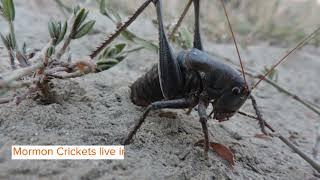 Did You Know? Mind-Blowing Mormon Cricket Facts For Kids