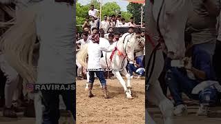 rana horse dance palanpur  shahrukh bhai jodhpur #viralshort #trending #shorts #horsedance