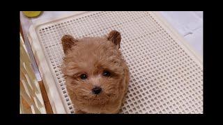 여기가 내집인거야~??《어리둥절한 표정이 넘 귀여운 말티푸 강아지 웅이》cute puppy /maltipoo