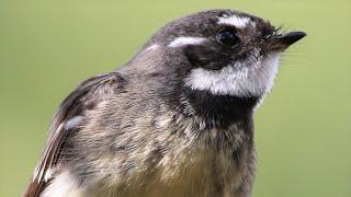 Busy Birds in the Capertee Valley – Featuring breeding activities of eight species