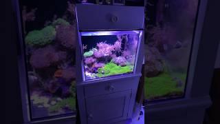 Reef Tank (A GREAT SIZE NANO REEF) 20 Gallons