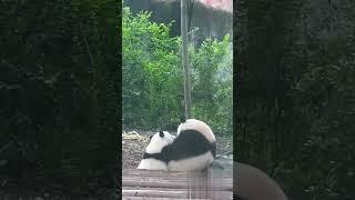 一大一小俩“饭团” #panda #animal 【跟着图尔去旅行】