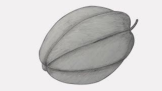 how to draw a star fruit | how to draw a starfruit step by step | star fruit drawing for kids