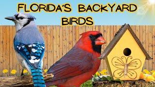 Discovering Florida's Backyard: The Top Birds You'll Love!