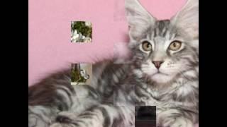 Мейн-кун–слайд-шоу